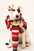 Dog with eye spot wearing striped woollen scarf
