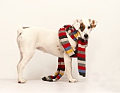 Hund Betty mit gestreiftem Schal 