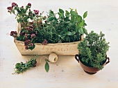 Culinary herbs in planter box on window sill