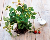 Close-up of strawberry plant with sugar in bowl on wooden surface