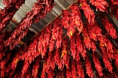 Peperoncini, gebündelt, hängen an Decke, Bündel, rot
