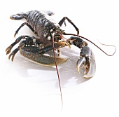 Close-up of lobster on white background
