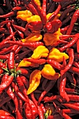 Close-up of different types of colourful peppers
