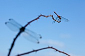 Libellen auf einem Zweig