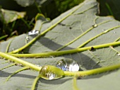 Tropfen auf Blatt, Wassertropfen