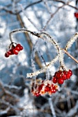 Winterküche, Eiskristalle, rote Beeren, Winter