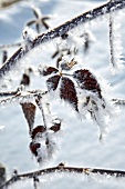 Winterküche, Eiskristalle an Blättern