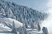 Winterküche, Tannenbäume am Berghang, Schnee, Voralpenland