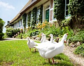 Fleisch, Gänse vor einer alten Reetkate auf der Wiese