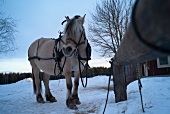 Horse in snow, Trysil, Norway