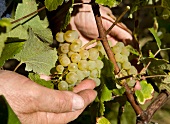 Close-up of hands examining grapes, Domaine Jacques Tissot, Arobis, Frenche comte