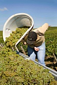 Wine harvest at Domaine Jacques Tissot in Franche-Comte, Arbois