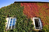 Creepers on wall of house in Arbois, Franche-Comte, France
