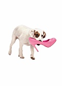 Hund Betty trägt rosa Pumps im Maul 