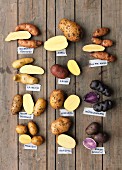 Various types of potatoes with labels (seen from above)