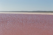 Pink Lake at Kalbarri National Park, Australia