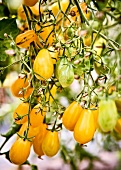 Wild yellow tomato on tree