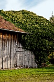 View of wooden house with tree