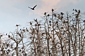Birds perched on branches and one bird flying in Mikolajki, Warmia Masuria, Poland