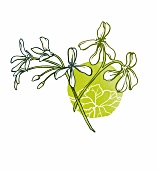 Illustration, Pflanze, Blume, Kapland-Pelargonie