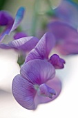 violette Edelwicken, Nahaufnahme 