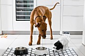 Dogs eating in kitchen