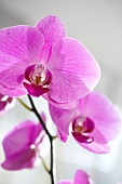 Orchidee, Orchideenblüte, blühend Phalaenopsis 'Hybride 29'