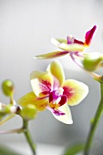 Orchidee, Orchideenblüte, blühend Phalaenopsis 'Gotris', Little Lady