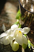 weiße Freesienblüten vor einem Metallgefäß
