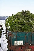 Grünkohl auf Ladefläche von Laster, Grünkohlernte auf Feld im Winter