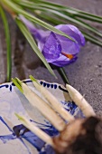 violetter Krokus, Nahaufnahme 