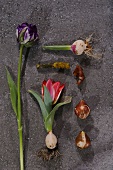 Tulpenzwiebeln und Tulpen 