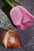 rosafarbene Tulpe und eine Tulpenzwiebel