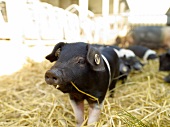 Schweine von Biobauer Rainer Muhs in Krummbek bei Kiel
