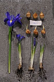 leuchtend blaue Iris und ihre Knollen