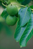 Close-up of green walnuts on tree