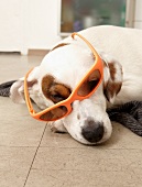 Hund Betty liegend, mit Sonnenbrille orange