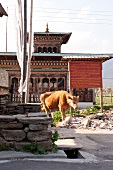 Cow standing in front of Jampey Lhakhang temple, Bhutan