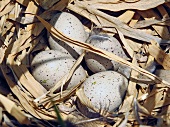 Bird's nest with eggs in Sultansazligi National Park, Cappadocia, Anatolia, Turkey