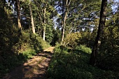 Forest path in Mariannenweg Blieskastel, Saarland, Germany