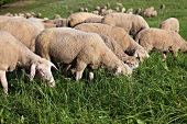 Sheep grazing in Valley Lauterbach, Blieskastel, Saarland, Germany