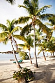 Strand, Traumstrand, Meer, Palmen Bitter End Yachtclub, Virgin Gorda