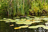Animal beaver swimming in lake between water lilies and reeds