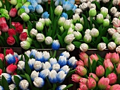 Different coloured wooden tulips for sale on Singel canal, Amsterdam, Netherlands