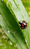 Asiatischer Marienkäfer, Zwölfpunkt, close-up