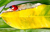 Marienkäfer, Siebenpunkt, close-up X 