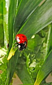 Marienkäfer, Siebenpunkt, close-up X 