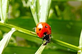 Marienkäfer, Siebenpunkt, close-up X 