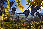 Vineyard in Rhine valley, Grison, Malans, Switzerland