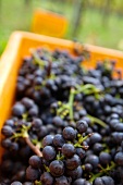 Bunches of black grapes in basket